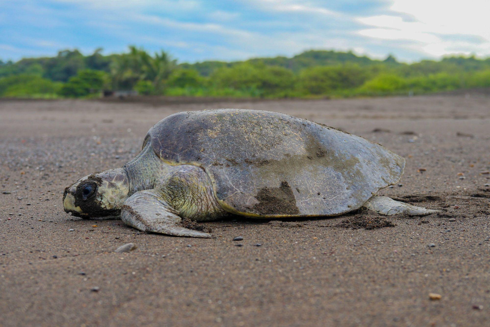 Sea turtles at Barra del Colorado