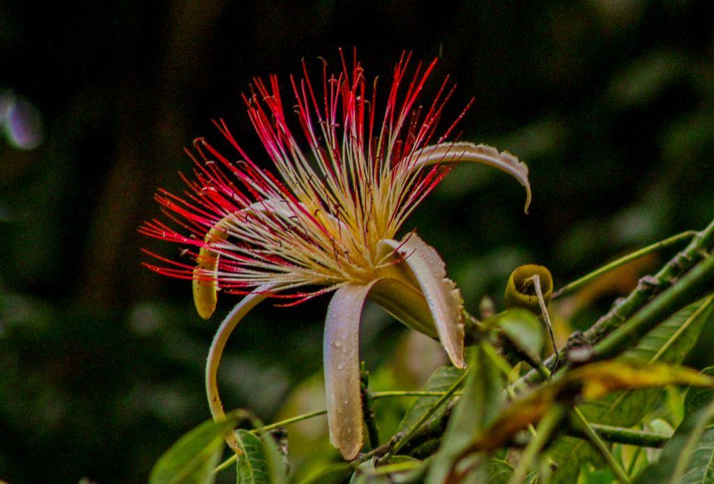Barra del Colorado Flora