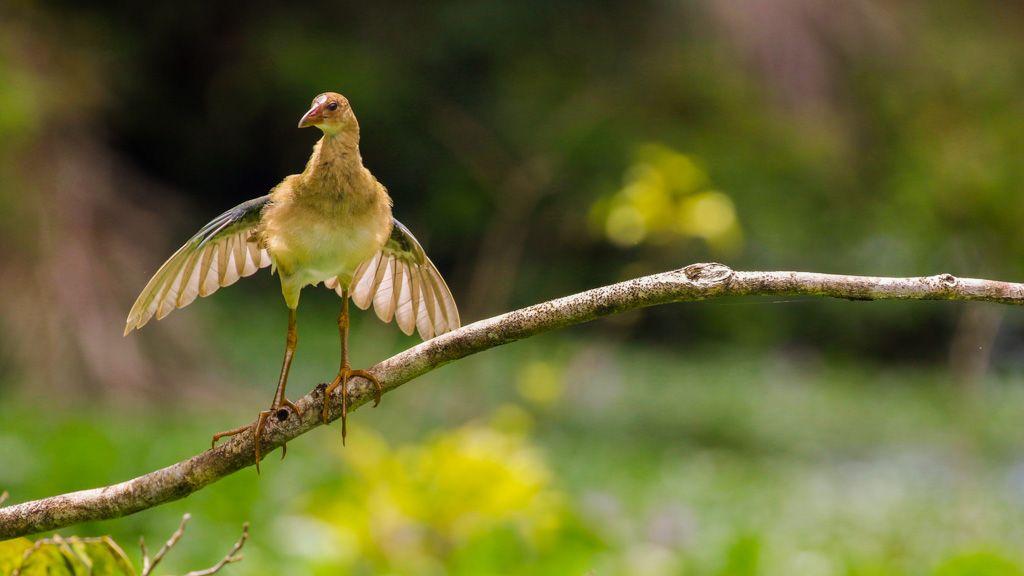 Barra del Colorado Birds
