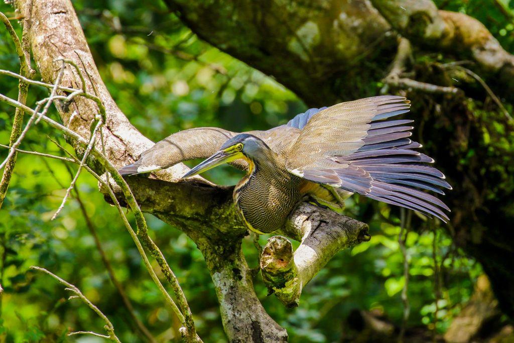 Barra del Colorado at a glance.