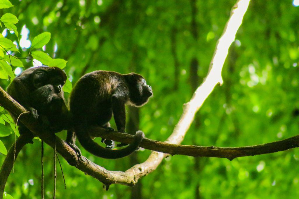 Barra del Colorado Fauna