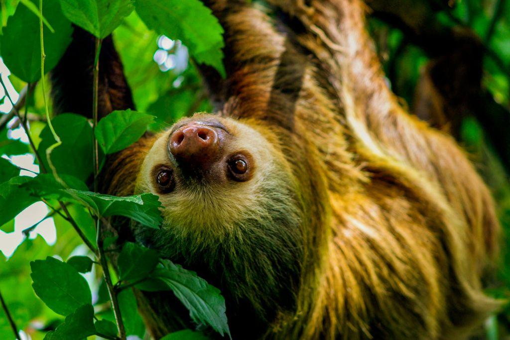 Barra del Colorado Wildlife Refuge
